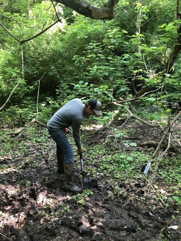 Chestnut Preliminary