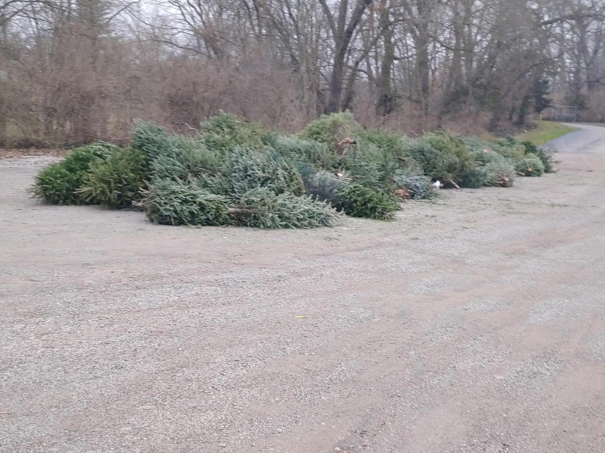 Christmas Tree Pick Up
