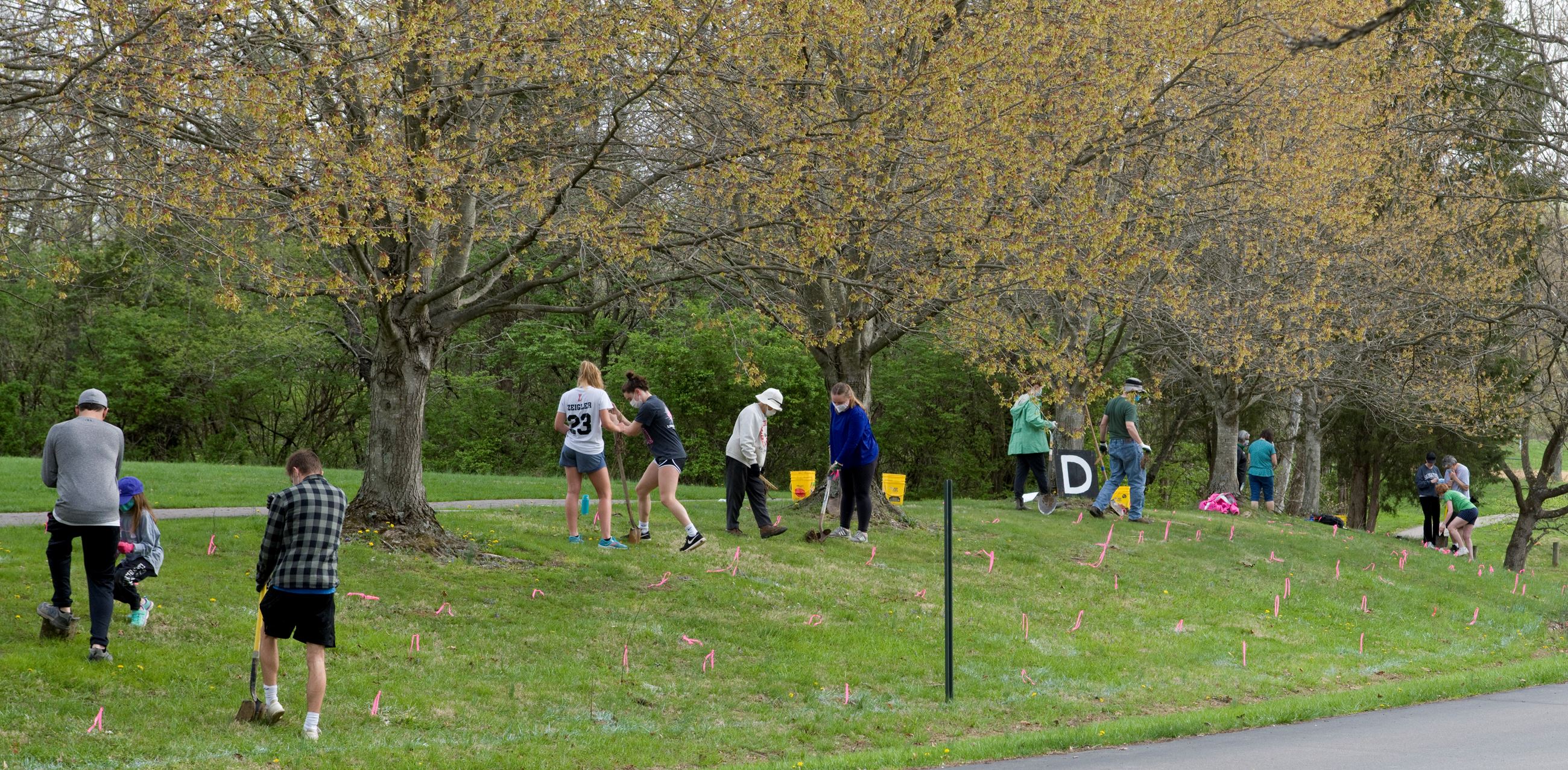 Volunteers planting trees in park